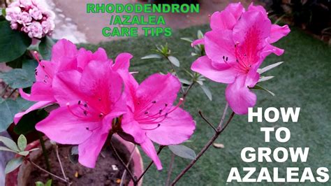 arzaylea|how to propagate azaleas.